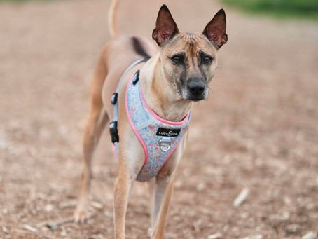 Understanding the Phu Quoc Ridgeback Dog: Why They Don't Always Listen