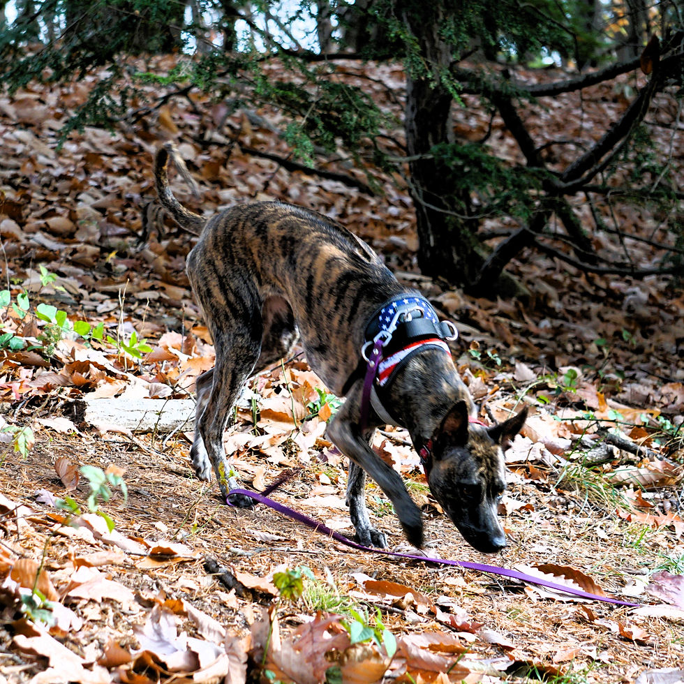 Brindle phu quoc dog on a walk in a forest of fallen leaves, sniffing the ground. Purple leash and stars pattern on harness add accents.