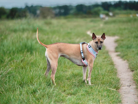 The Phu Quoc Ridgeback Dog: Challenging What You Think You Know about Dogs