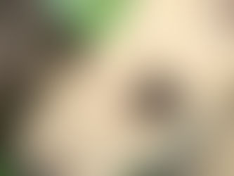 Through Their Eyes: How the Phu Quoc Ridgeback Dog Sees the World