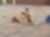 A tan vietnamese phu quoc ridgeback dog lies on a stone-paved driveway, looking up. Blue leash visible. Background includes closed garage doors. Calm mood.