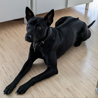 a sleek black phu quoc dog sitting on a wood floor with expressive eyes showing her prominent ridge