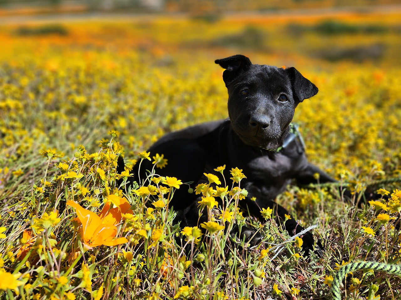 black phu quoc ridgeback puppy in a field of yellow poppies