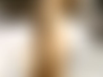 The Phu Quoc Ridgeback: An Island Legend’s Journey to American Shores and Beyond