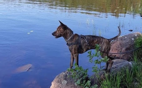 The Phu Quoc Ridgeback as a Working Dog: A Versatile Partner Across Tasks and Needs