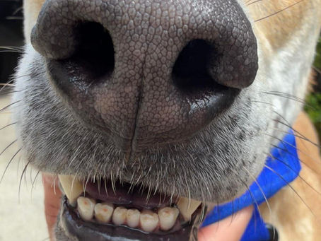Dental Care in the Vietnamese Phu Quoc Ridgeback: A Complete Guide to Lifelong Oral Health