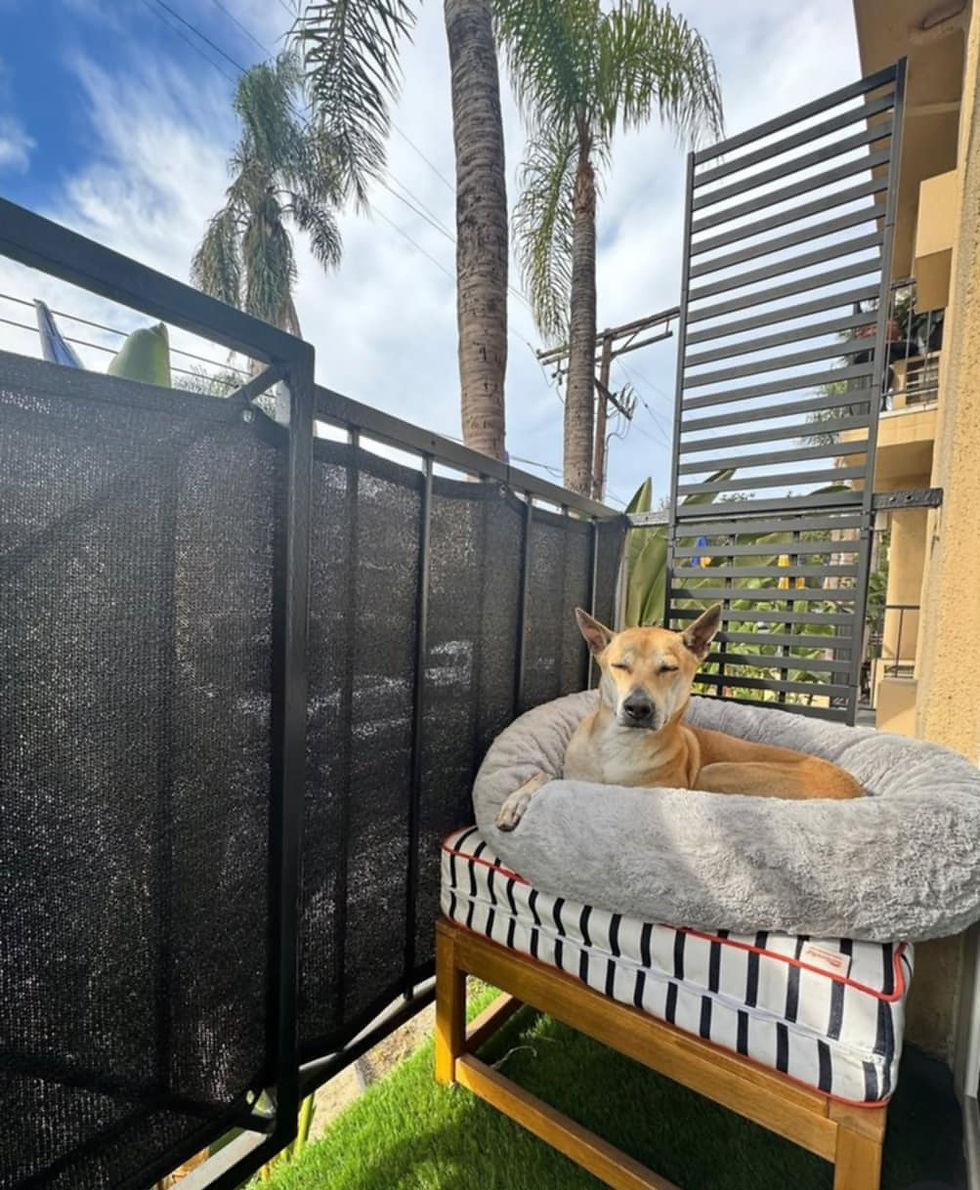 A vietnamese phu quoc ridgeback dog relaxes on a gray bed atop a striped cushion on a balcony with palm trees in the background. The mood is calm and serene.