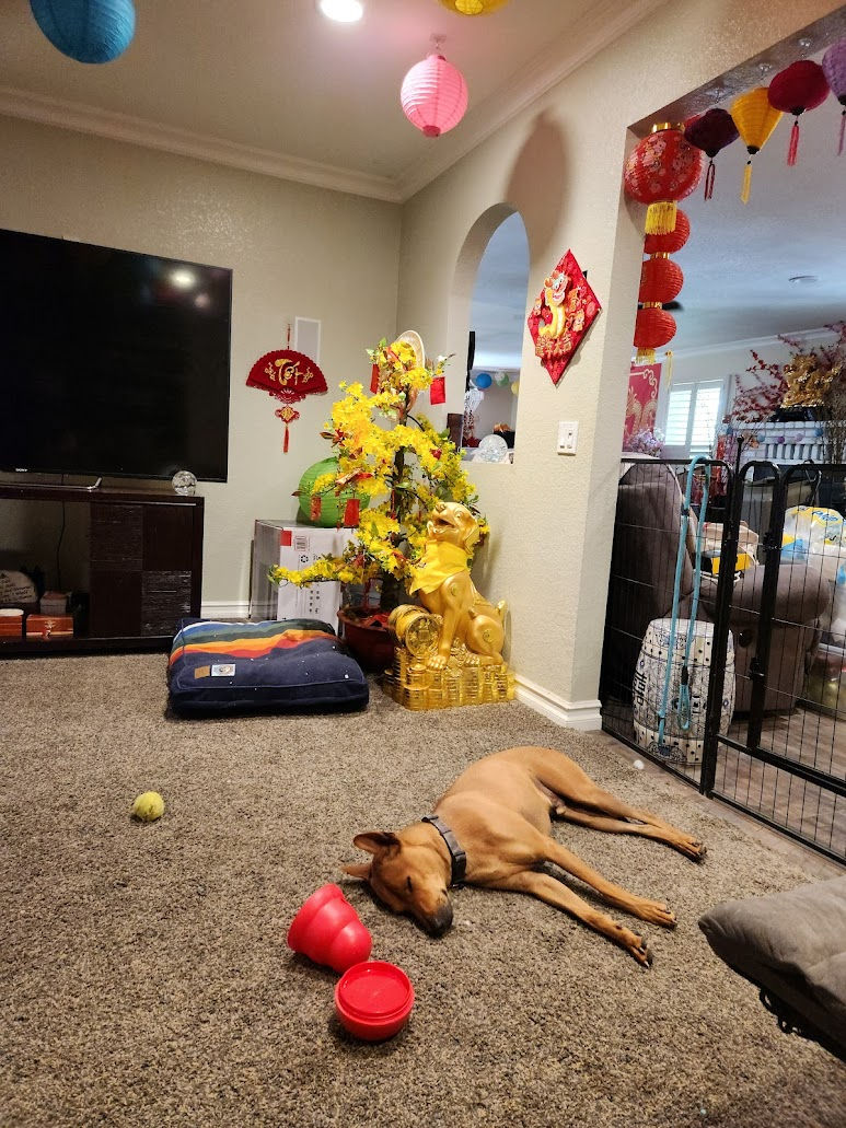 brown phu quoc ridgeback dog sleeping on carpet with red toys, yellow and gold decorations around for a festive vibe. Lanterns hang from the ceiling.