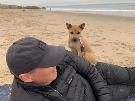 The Phu Quoc Ridgeback Dog Father: The Man, The Myth, The One Holding the Leash for Dear Life