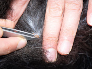 How to Remove a Tick from Your Dog Properly