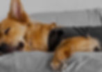 Can Thundershirts ease Anxiety for Dogs With Epilepsy?