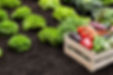 iStock-185223902.jpg