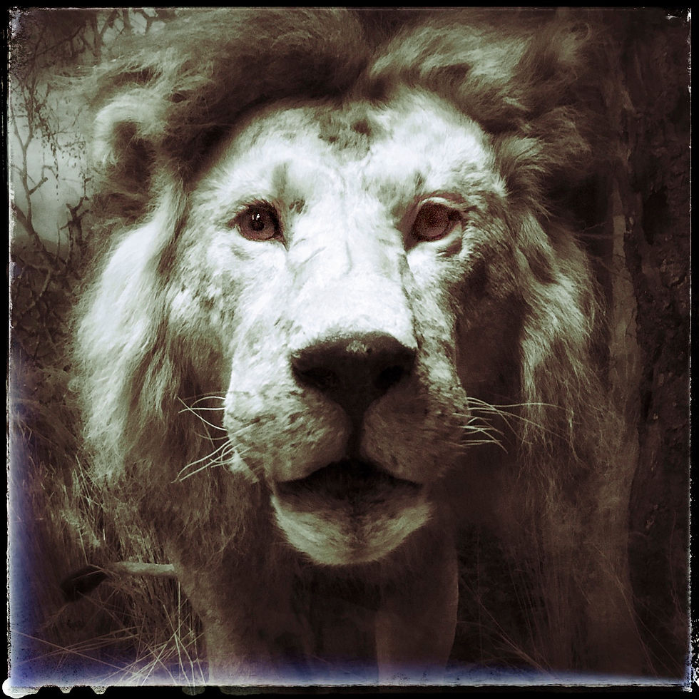 Panthera leo