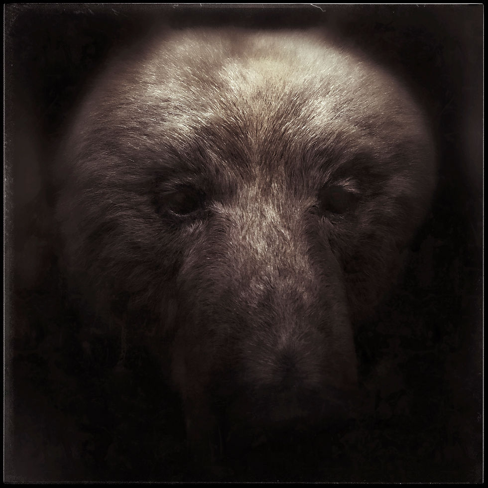 Ursus arctos