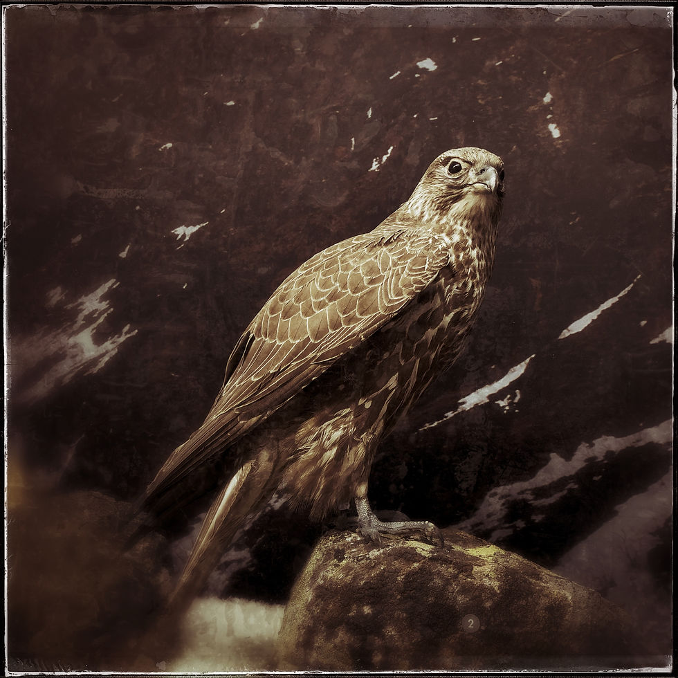 Accipiter gentilis