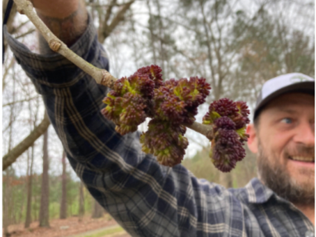 How to Keep Your Trees Healthy This Spring