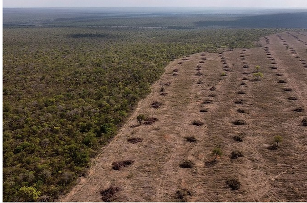 how deforestation spread illness image 1.png