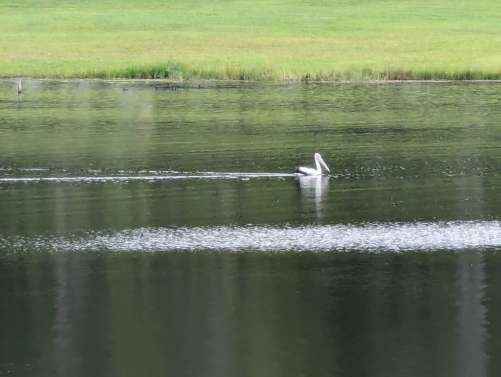 Pelican gliding on Lake Samsonvale