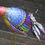 Thumbnail: 'Rainbow Pygmy Pheasant'