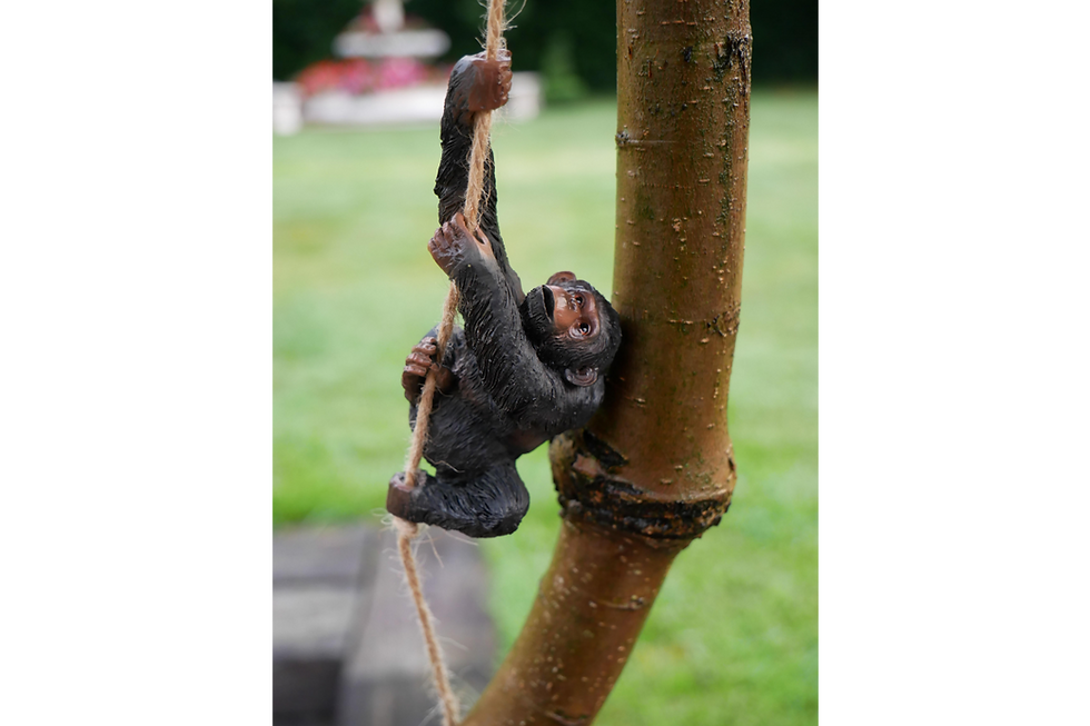 Thumbnail: Monkeys On Rope