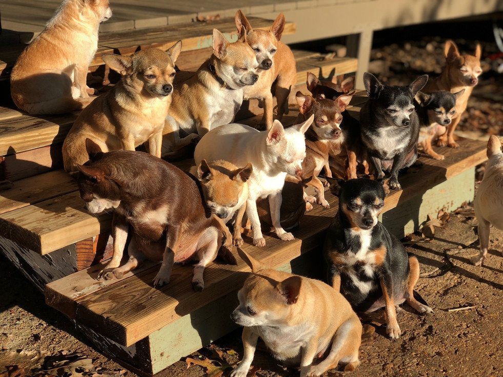 Sun Worshippers