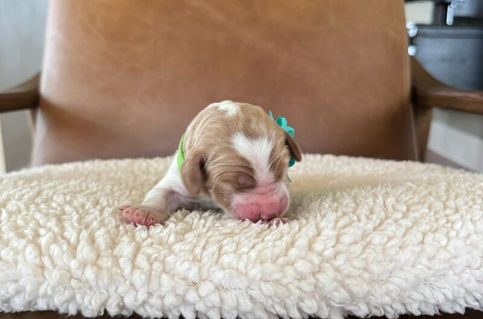 Clover - Australian Labradoodle Puppy