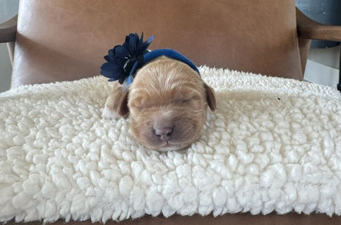 Sailor - Australian Labradoodle Puppy