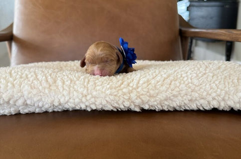 Atlas - Australian Labradoodle Puppy