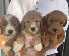 3 different color Australian labradoodle puppies