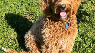 Gunnar Australian Labradoodle