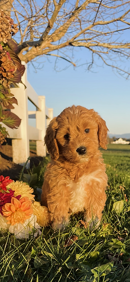 Australian labradoodle puppy