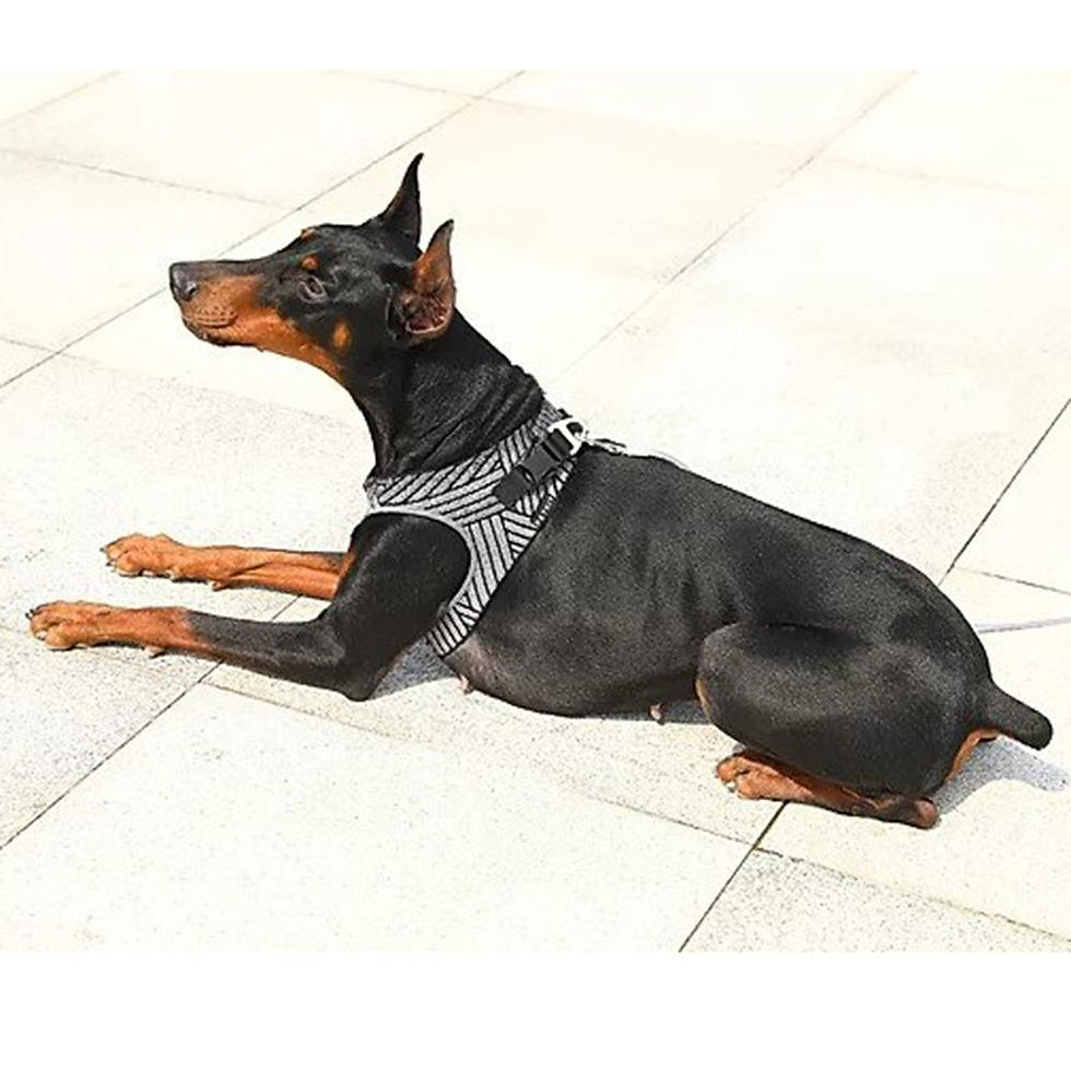 Thumbnail: PETKIT Air Fly Dog Harness