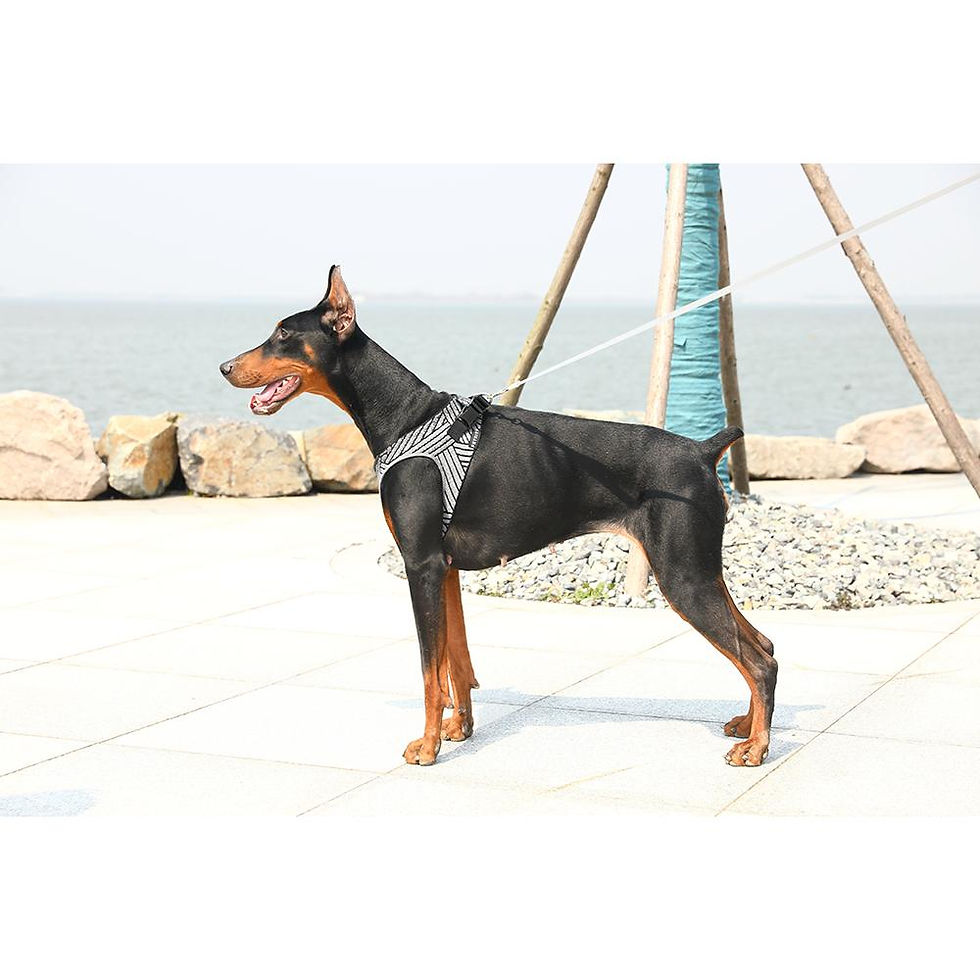 Thumbnail: PETKIT Air Fly Dog Harness