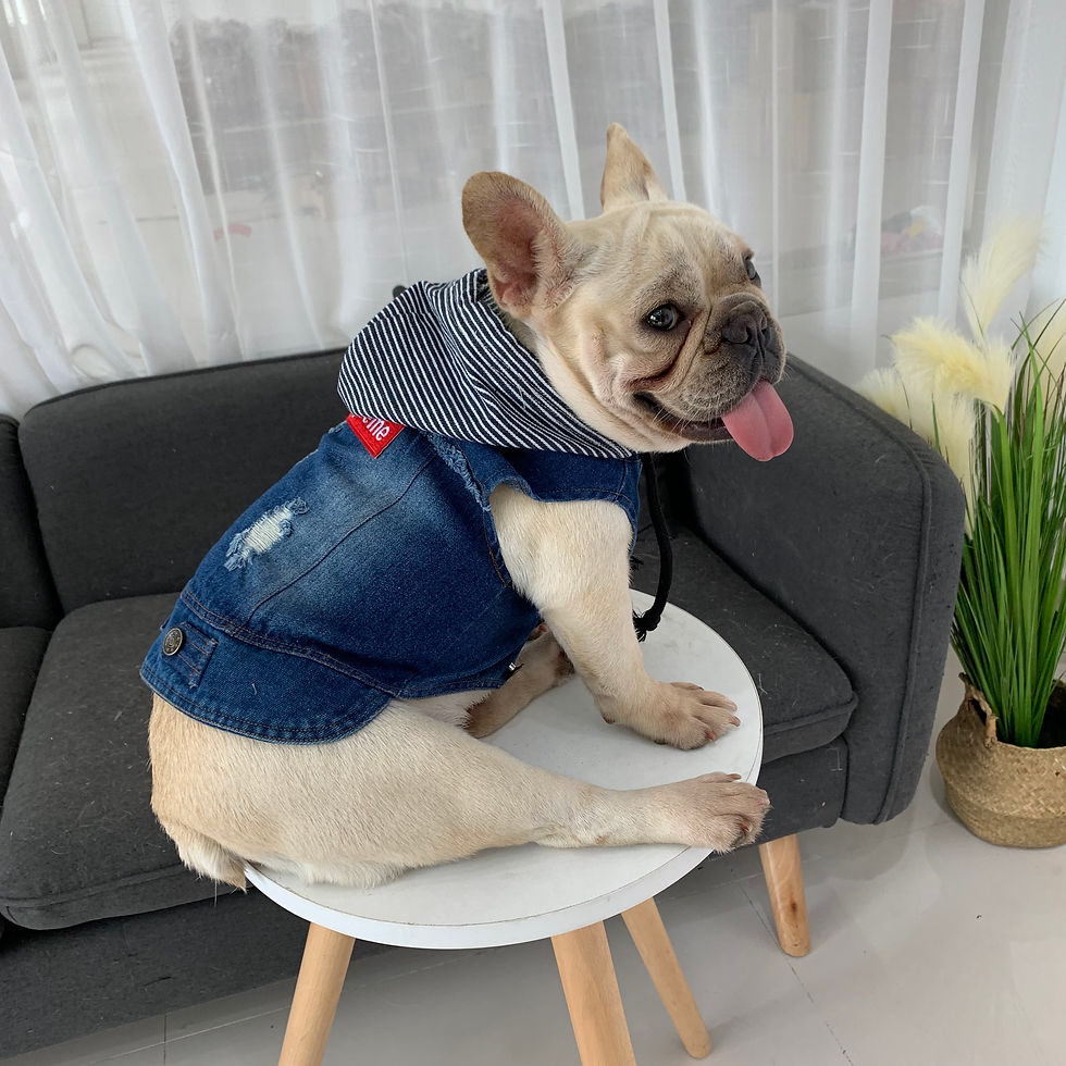 Thumbnail: []Denim Hooded Jacket for Dogs