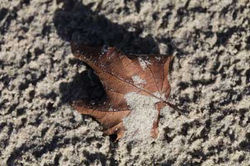 2014-11-08-IMG-00030032