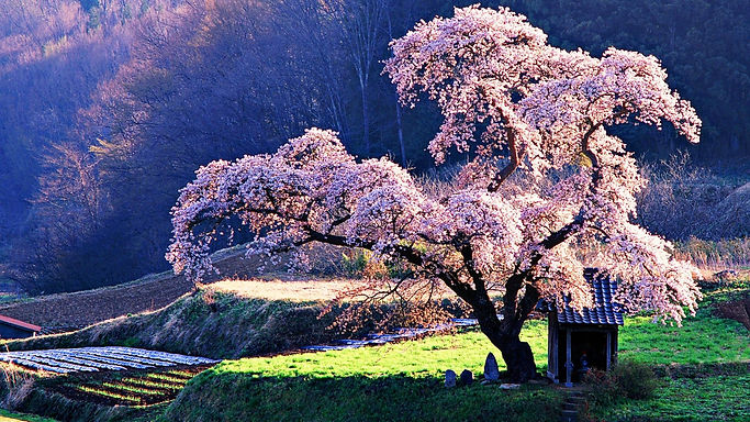 japanese cherry blossom tree.png