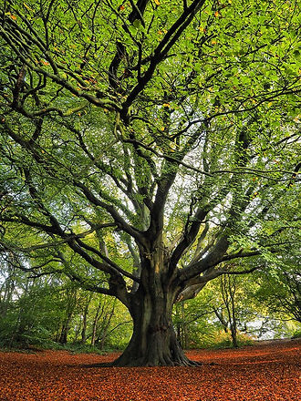 old beech.jpg