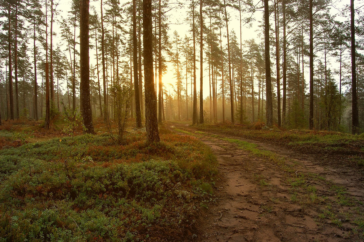 Forest Sunrise Path_edited.jpg