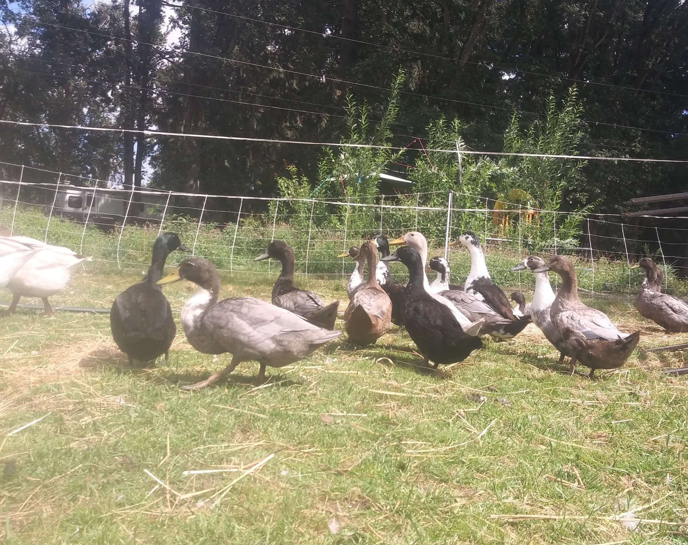 Ducks