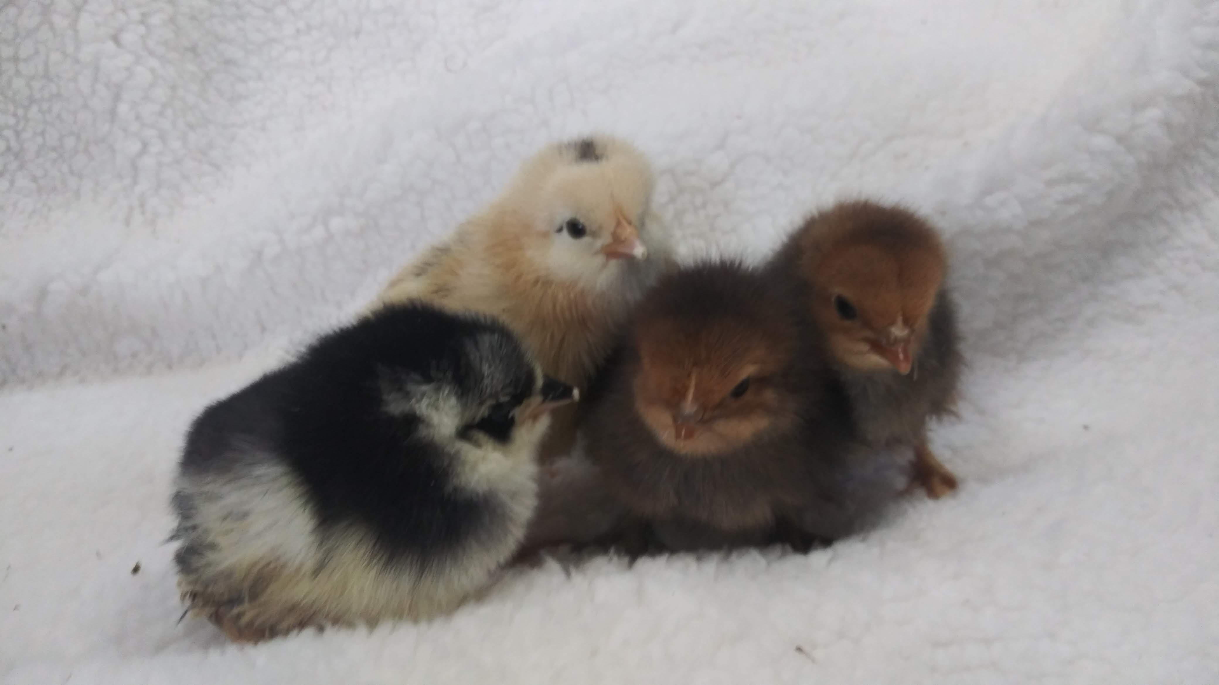 Baby Chicks
