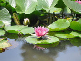 DSC_0274 - Copie.JPG