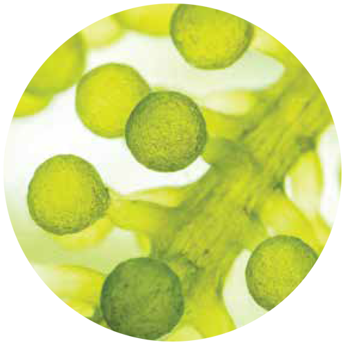Chlorophyli.png