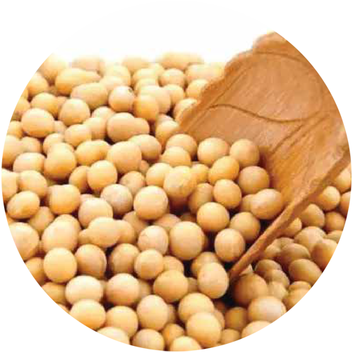 LIPOPHYTOL.png