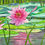 Thumbnail: Giclee Print - Waterlilies