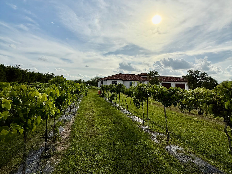 Rubiano Orchard & Vineyard | Photo courtesy of Ricardo Rubiano