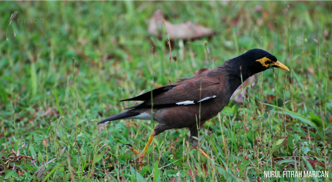 The Javan Myna