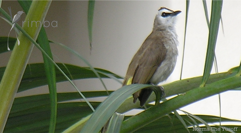 Bulbul_1.png