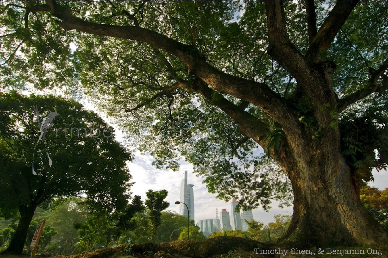 The Value of Biodiversity to Cities
