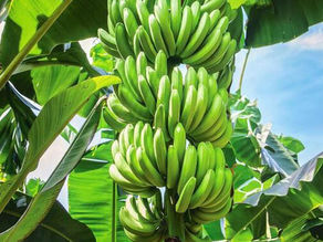 Unibán: Modelo Agroindustrial Asociativo Líder en Exportaciones y Desarrollo Sostenible