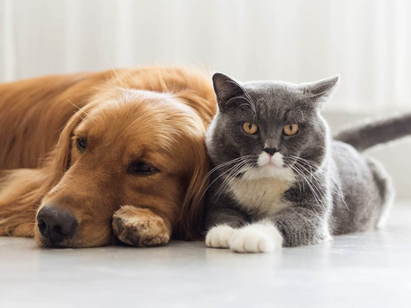 Casi el 10% de los gatos tienen anticuerpos contra el COVID-19, encuentra un estudio